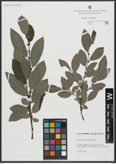 Foto von Salix appendiculata Vill.